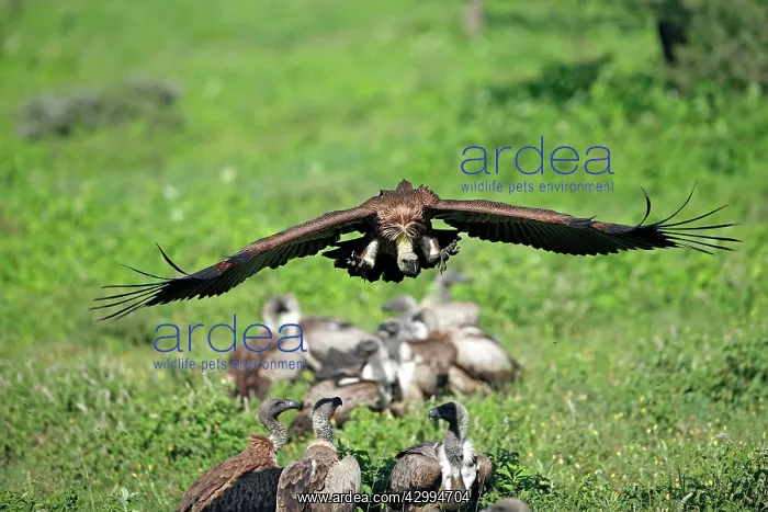 : White-backed Vulture - in flight above group on : White-backed Vulture - in flight above group on