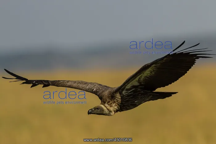  : White Backed Vulture in flight Masai Mara National