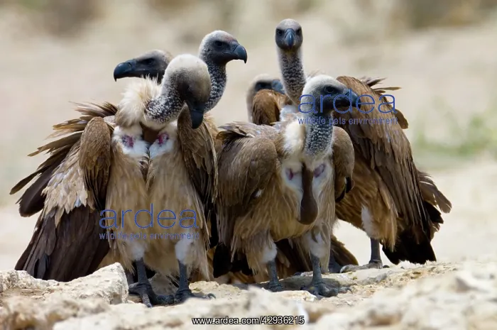: White-Backed Vulture - group congregating at waterhole : White-Backed Vulture - group congregating at waterhole