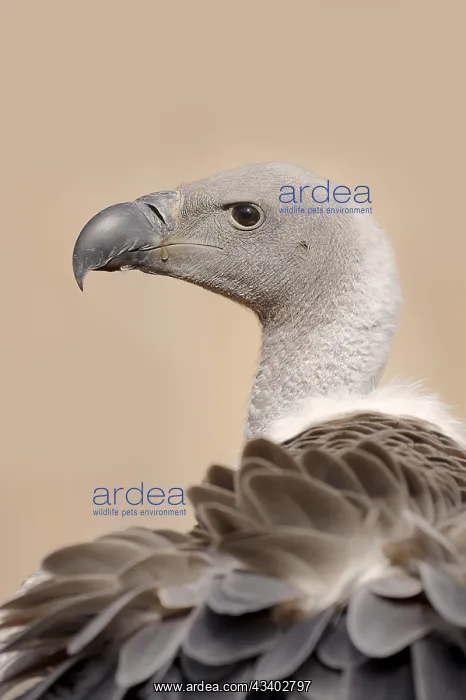 : White-backed vulture (Gyps africanus), portrait : White-backed vulture (Gyps africanus), portrait