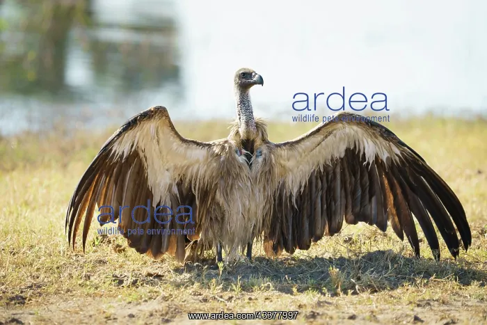 : White-backed vulture (Gyps africanus) spreading : White-backed vulture (Gyps africanus) spreading