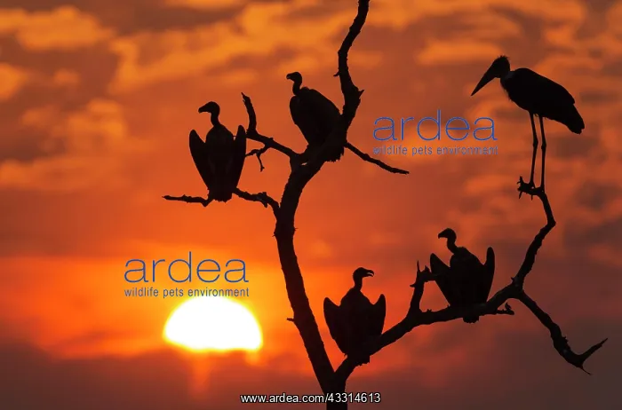: White-backed Vulture - on the right with the long : White-backed Vulture - on the right with the long