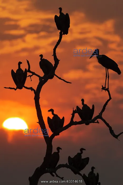 : White-backed Vulture - on the right with the long : White-backed Vulture - on the right with the long