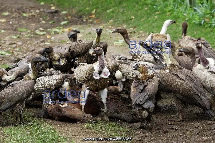 : White-backed Vulture and Ruppell's Vulture (Gyps : White-backed Vulture and Ruppell's Vulture (Gyps