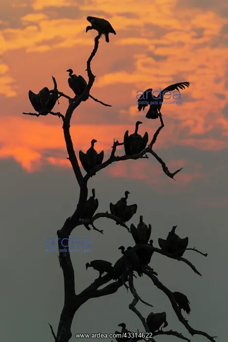 : White-backed Vulture - at sunset on their resting : White-backed Vulture - at sunset on their resting