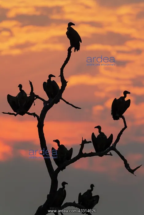: White-backed Vulture - at sunset on their resting : White-backed Vulture - at sunset on their resting