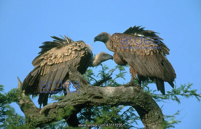 : White-backed Vultures : White-backed Vultures