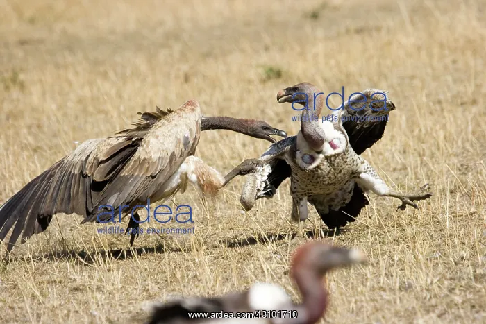 : White-backed Vultures fighting over kill : White-backed Vultures fighting over kill