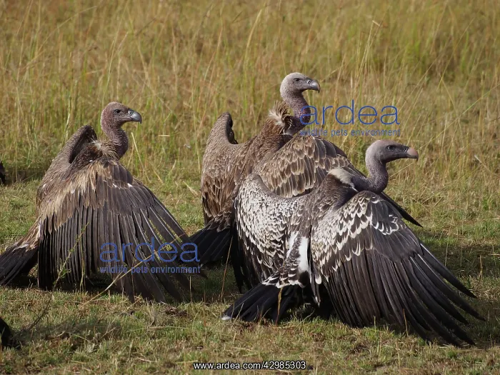 : White backed Vultures - two White-backed Vultures : White backed Vultures - two White-backed Vultures