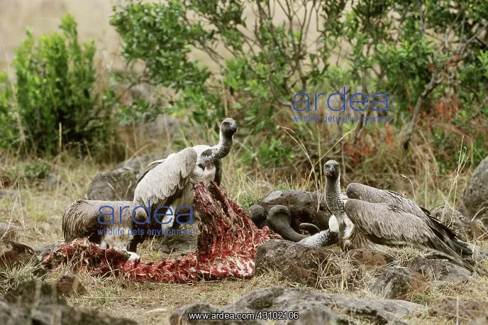  : White-backed Vultures on wildebeest kill