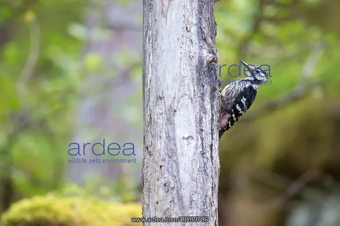 : White-backed Woodpecker (Dendrocopos leucotos) : White-backed Woodpecker (Dendrocopos leucotos)