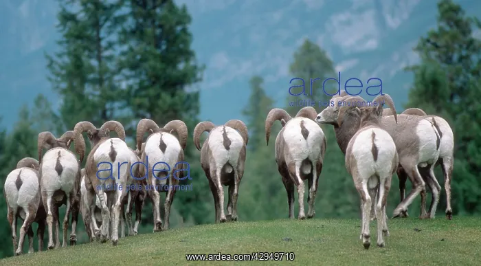 : White backsides of flock of American bighorn sheep : White backsides of flock of American bighorn sheep