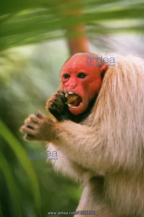 : WHITE / Bald UAKARI Monkey - eating seeds : WHITE / Bald UAKARI Monkey - eating seeds