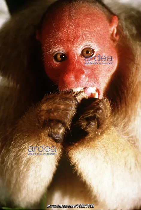 : White / Bald UAKARI Monkey - eating, specialised : White / Bald UAKARI Monkey - eating, specialised