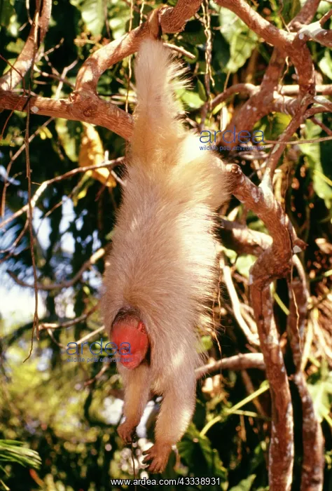 : White / Bald UAKARI Monkey - Hanging from branch : White / Bald UAKARI Monkey - Hanging from branch