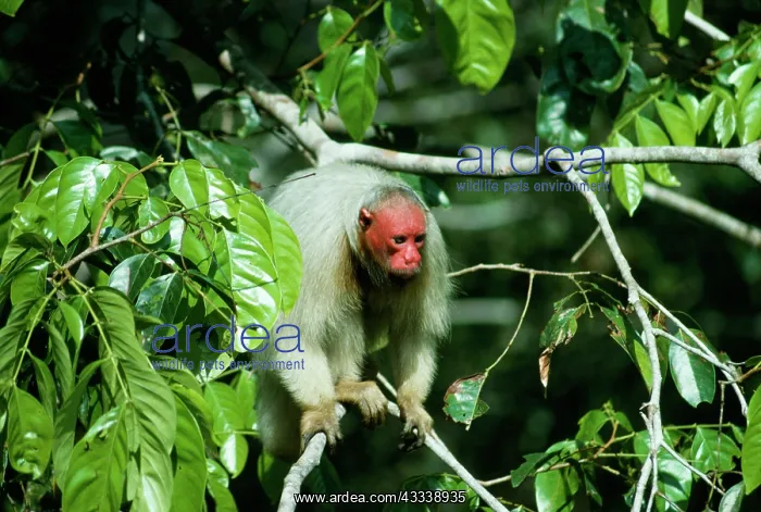 : White / Bald UAKARI Monkey - In rainforest canopy : White / Bald UAKARI Monkey - In rainforest canopy