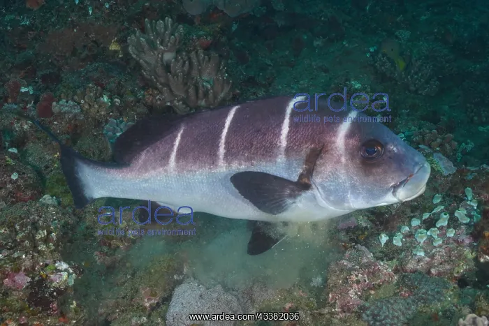 : White-banded sweetlips (Plectorhinchus playfairi) : White-banded sweetlips (Plectorhinchus playfairi)
