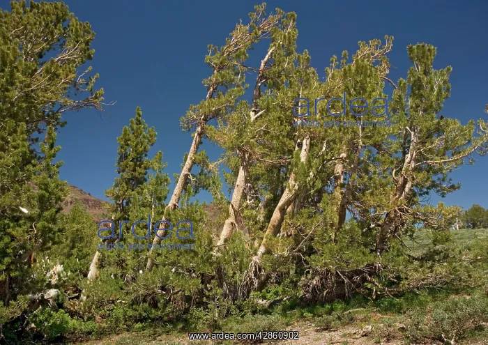 : White-bark Pine - Group at about 10, 000 feet, above : White-bark Pine - Group at about 10, 000 feet, above