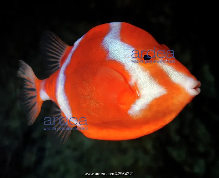 : White-barred Boxfish, south Australian coasts : White-barred Boxfish, south Australian coasts