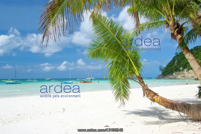 : White Beach, Boracay, Philippines, Asia : White Beach, Boracay, Philippines, Asia