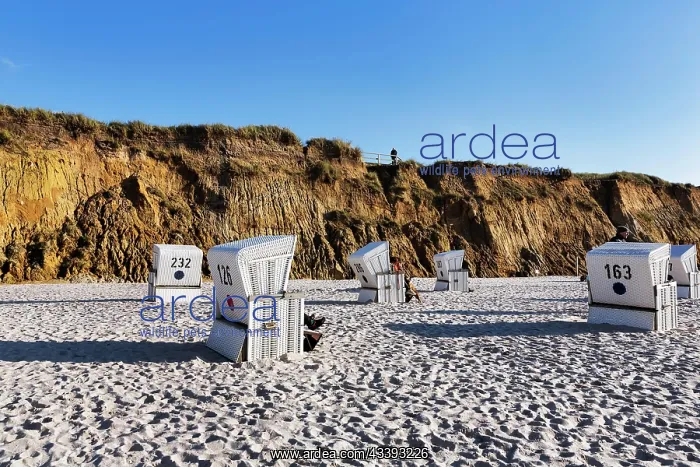 : White beach chairs, Red Cliff in the evening lig : White beach chairs, Red Cliff in the evening lig