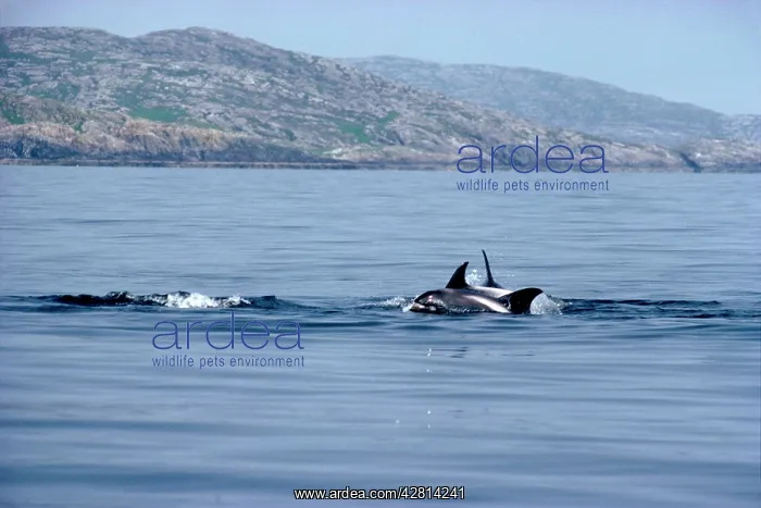 : White-beaked Dolphin : White-beaked Dolphin
