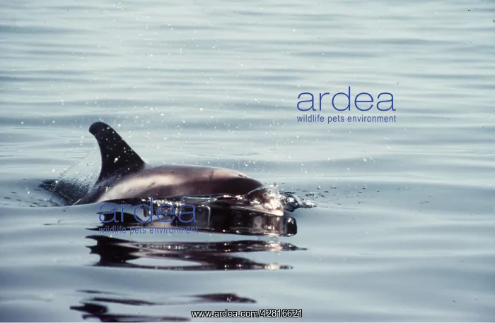 : WHITE-BEAKED DOLPHIN : WHITE-BEAKED DOLPHIN