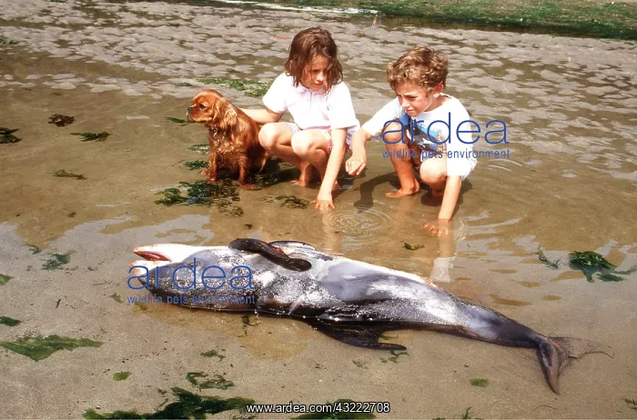 : White-beaked DOLPHIN - children sitting by dead : White-beaked DOLPHIN - children sitting by dead