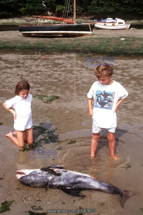 : White-beaked DOLPHIN - children standing by dead : White-beaked DOLPHIN - children standing by dead