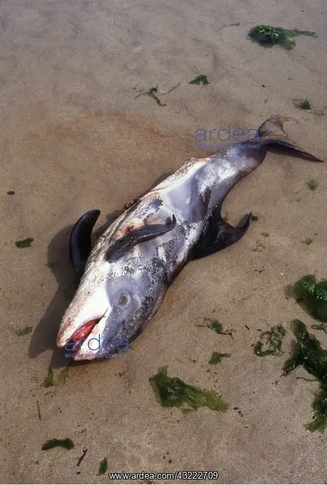 : White-beaked DOLPHIN - dead baby on beach : White-beaked DOLPHIN - dead baby on beach