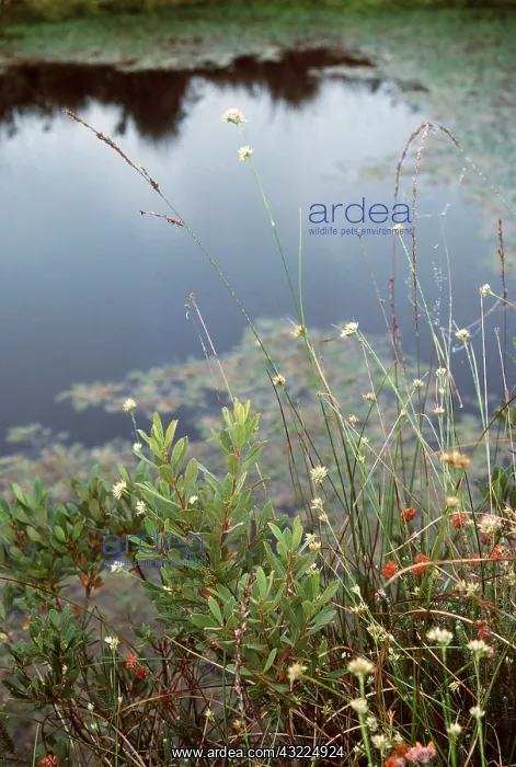 : WHITE-BEAKED SEDGE : WHITE-BEAKED SEDGE