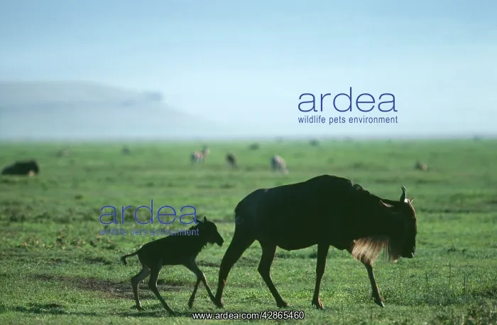 : White-Bearded Gnu / Wildebeest - cow & newborn calf : White-Bearded Gnu / Wildebeest - cow & newborn calf