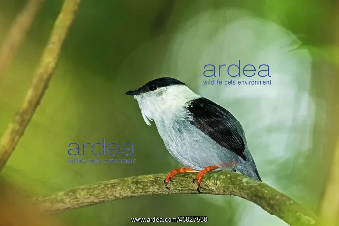 : White-bearded Manakin, male, Tayrona National Park, Colombia : White-bearded Manakin, male, Tayrona National Park, Colombia