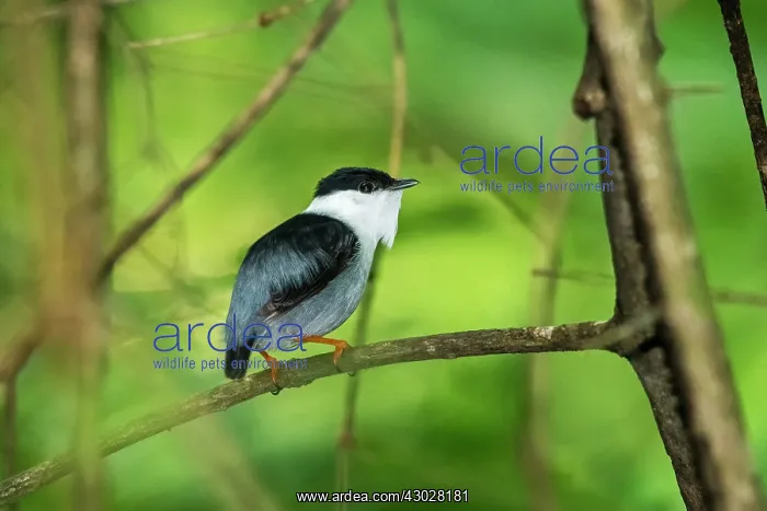 : White-bearded Manakin, male, Tayrona National Park, Colombia : White-bearded Manakin, male, Tayrona National Park, Colombia
