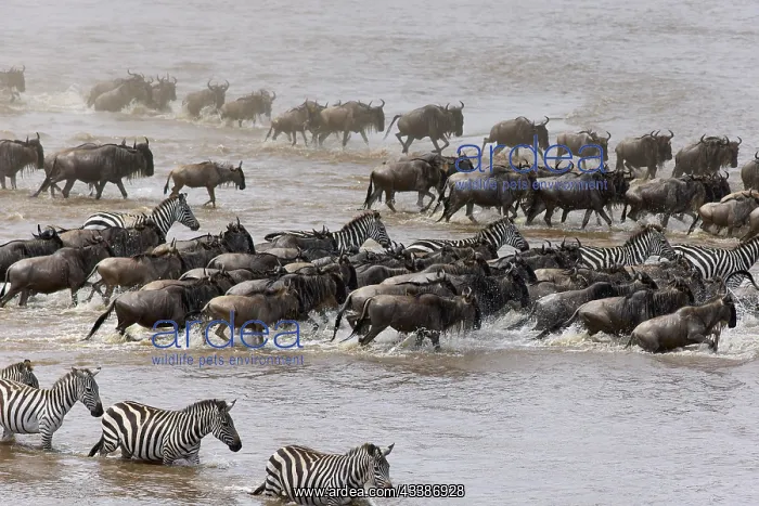 : White-bearded wildebeest (Connochaetes taurinus) : White-bearded wildebeest (Connochaetes taurinus)