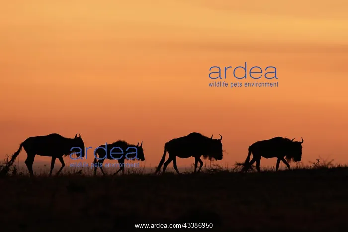 : White-bearded wildebeest (Connochaetes taurinus) : White-bearded wildebeest (Connochaetes taurinus)