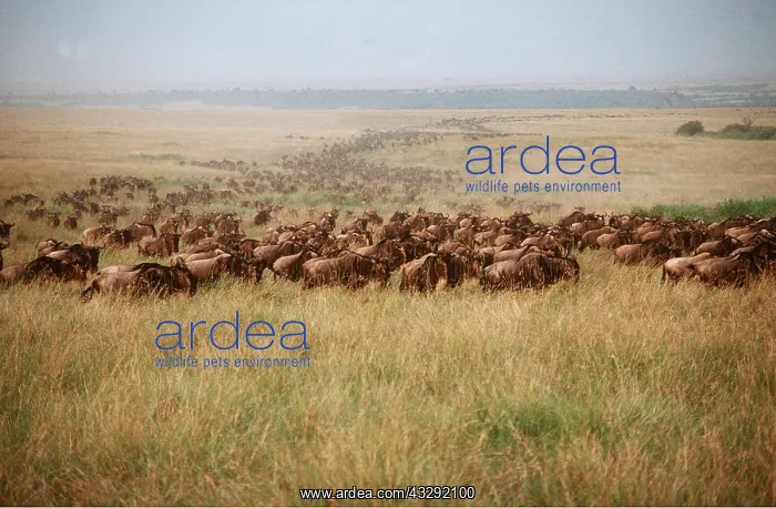 : White- bearded WILDEBEEST / Gnu - migration : White- bearded WILDEBEEST / Gnu - migration