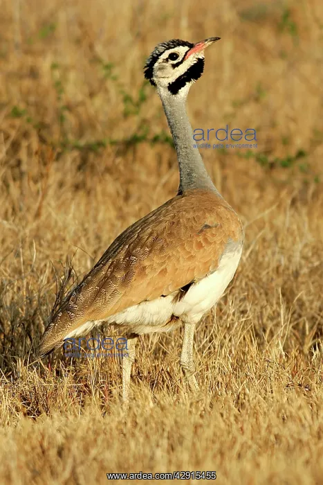 : White-bellied Bustard : White-bellied Bustard