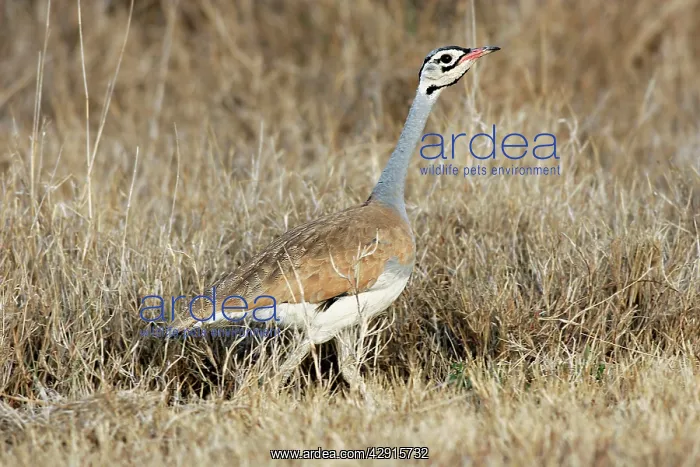 : White-bellied Bustard : White-bellied Bustard