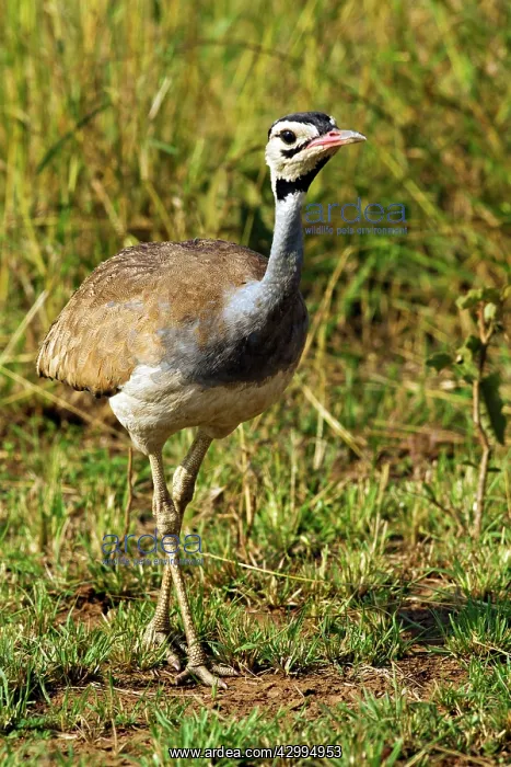: White-bellied Bustard : White-bellied Bustard