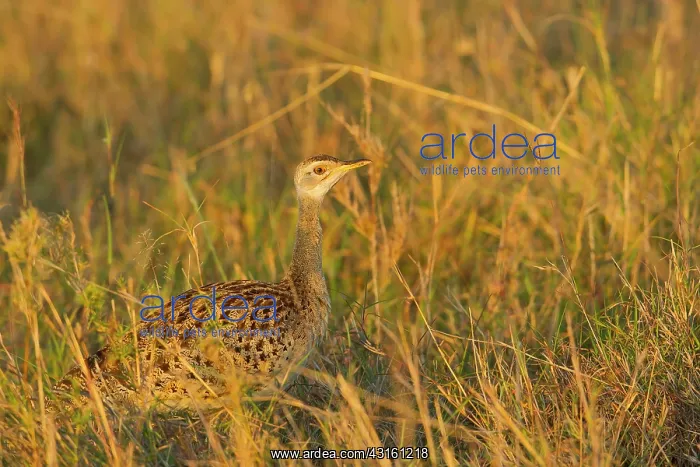 : White-bellied Bustard : White-bellied Bustard