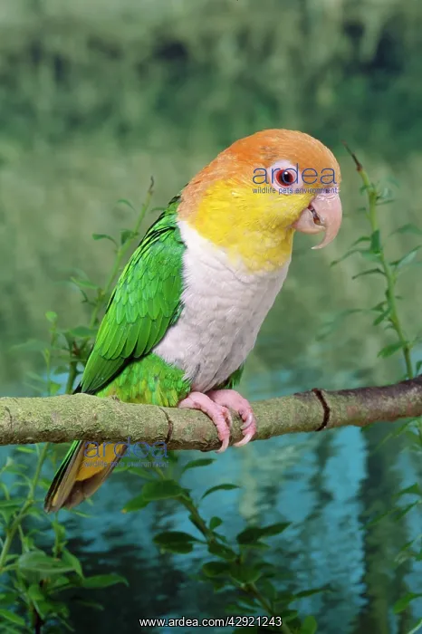 : White-bellied Caique : White-bellied Caique
