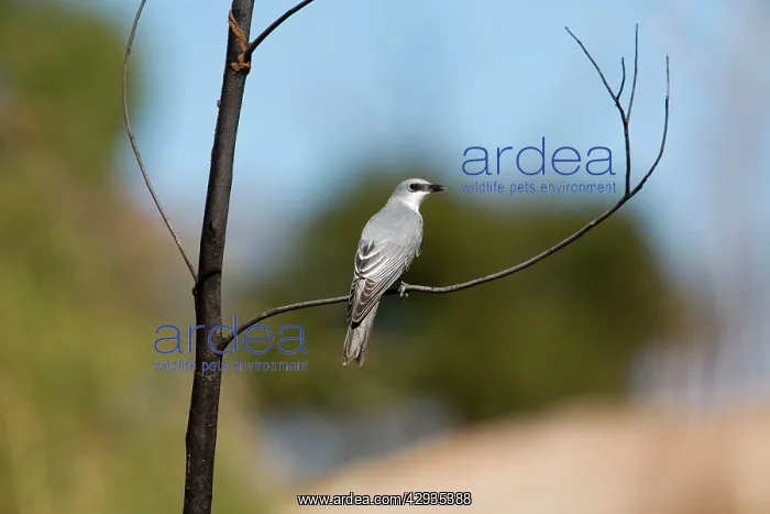 : White-bellied Cuckoo-shrike : White-bellied Cuckoo-shrike