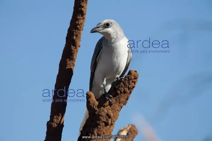 : White-bellied Cuckoo-shrike : White-bellied Cuckoo-shrike