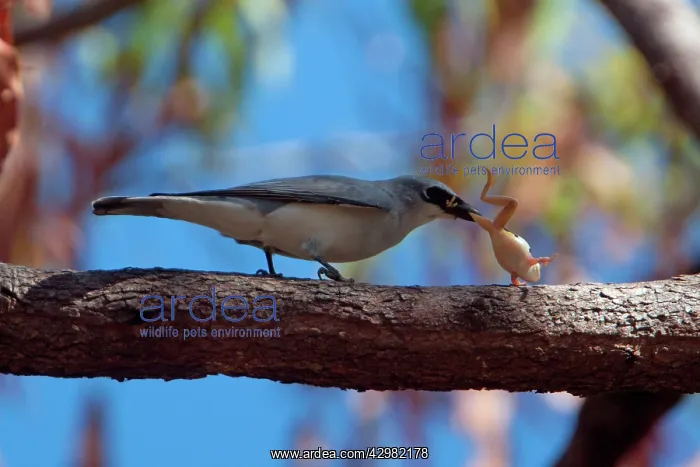 : White-bellied Cuckoo-shrike / White-bellied Cuckooshrike - : White-bellied Cuckoo-shrike / White-bellied Cuckooshrike -