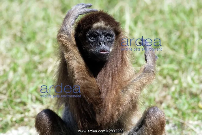 : White-bellied / Long-Haired / White-fronted Spider Monkey : White-bellied / Long-Haired / White-fronted Spider Monkey