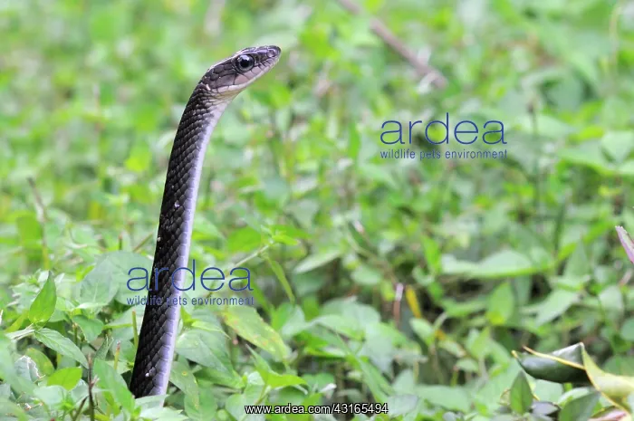 : White-bellied rat snake : White-bellied rat snake