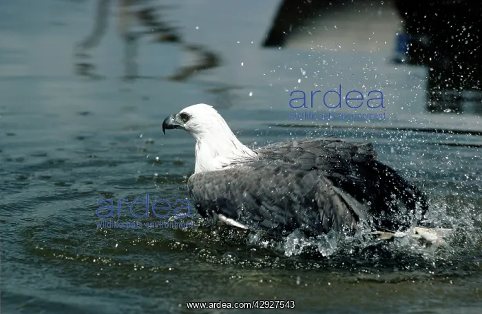 : White-bellied Sea-eagle : White-bellied Sea-eagle