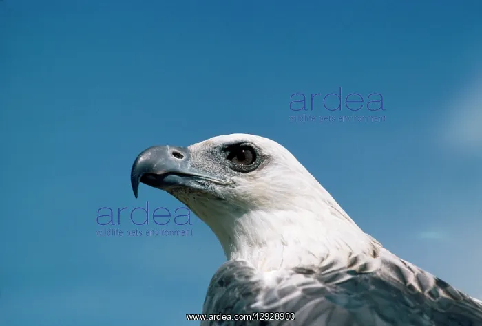  : White Bellied Sea Eagle