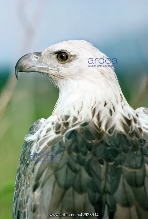  : WHITE BELLIED SEA-EAGLE